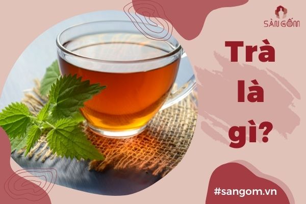 Trà là gì? Thành phần của trà? Cách trồng trà| Sangom