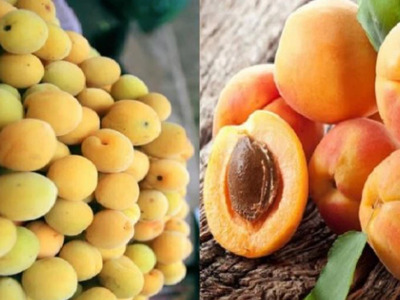 quả-mơ-ngâm-rượu